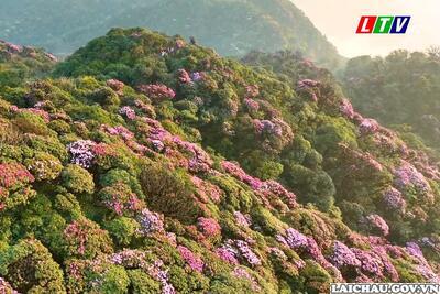 Chiêm ngưỡng vẻ đẹp hoa Đỗ Quyên trên đỉnh PuTaLeng (Lai Châu)