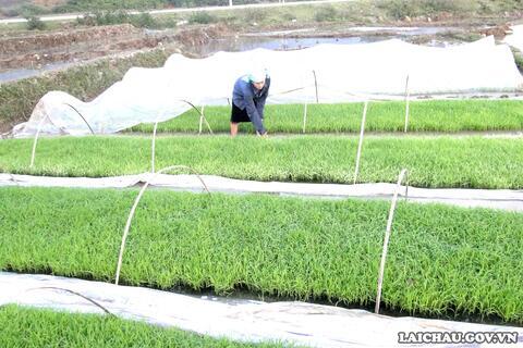 Lai Châu: Đẩy nhanh tiến độ gieo cấy và chăm sóc lúa Đông Xuân