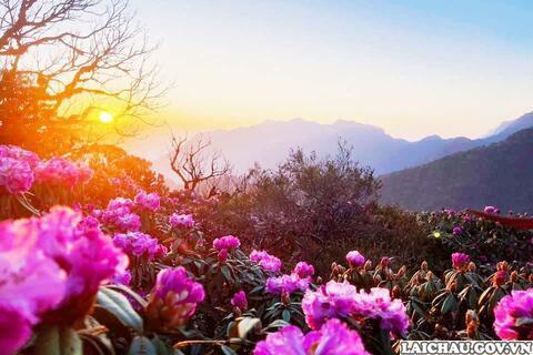 Khám phá hoa Đỗ quyên đẹp tuyệt vời ở Lai Châu