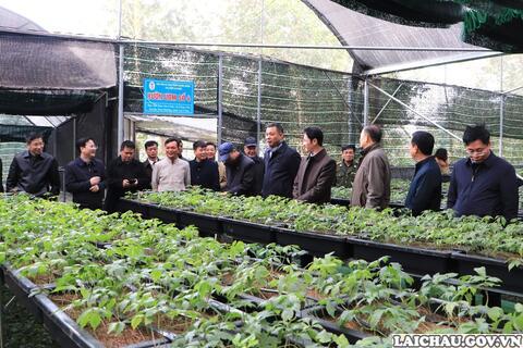 Lai Châu - Sơn La: Trao đổi, chia sẻ kinh nghiệm phát triển cây Sâm Lai Châu gắn với quản lý, bảo vệ, phát triển rừng