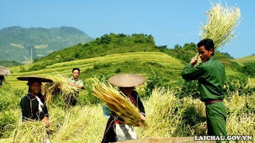Các chiến sĩ giúp dân thu hoạch lúa.