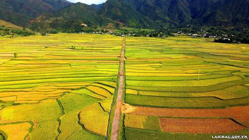 Một màu vàng óng của lúa tại cánh đồng Mường Than, xã Mường Than, huyện Than Uyên.