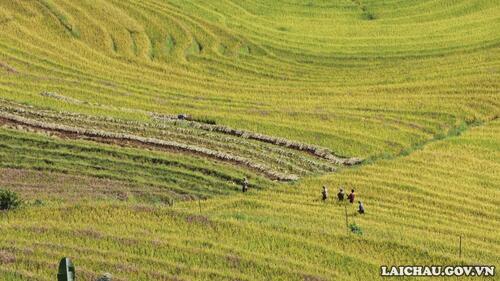 Tranh thủ trời nắng, người dân gặt những thửa ruộng chín sớm.