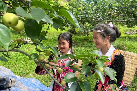 Tân Phong mùa lê ngọt