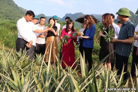 Đoàn công tác Đại sứ quán Cộng hòa Séc tại Việt Nam thăm vùng nguyên liệu dứa tại huyện Sìn Hồ