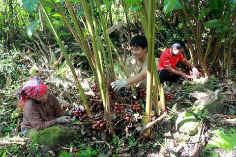 Lai Châu đẩy mạnh phát triển cây dược liệu dưới tán rừng