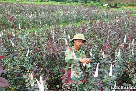 Nông dân Lai Châu chung sức xây dựng nông thôn mới và giảm nghèo bền vững