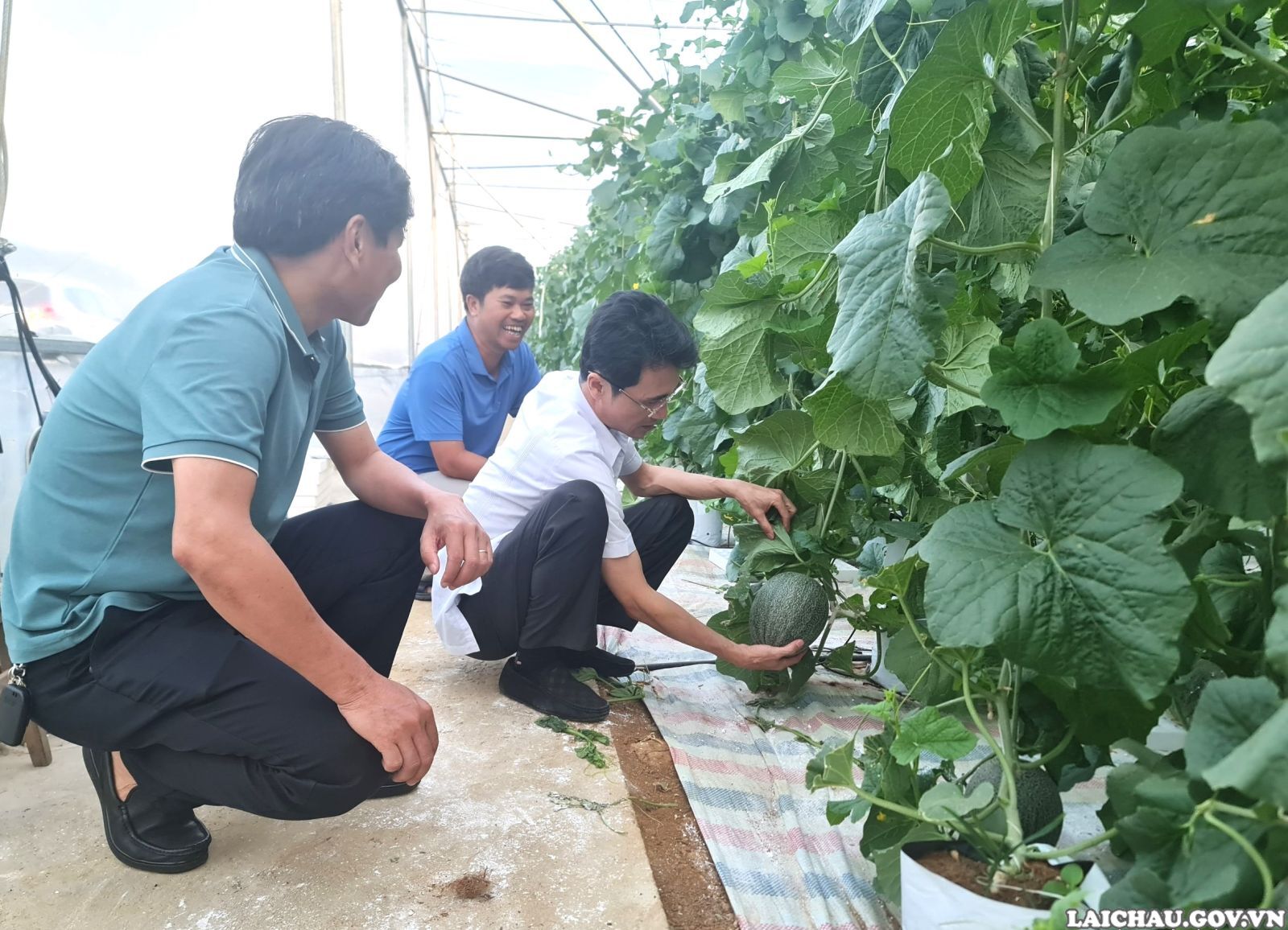 Phó Chủ tịch UBND tỉnh Hà Trọng Hải kiểm tra tình hình sản xuất nông nghiệp tại huyện Tân Uyên