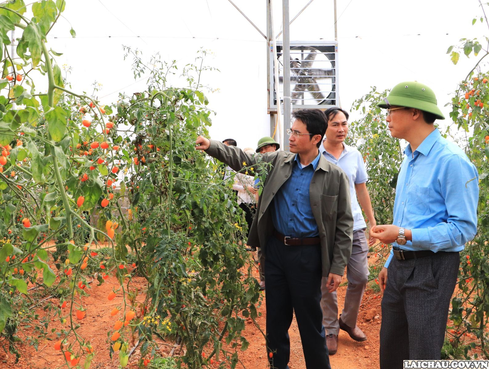Phó Chủ tịch UBND tỉnh Hà Trọng Hải kiểm tra tình hình phát triển nông nghiệp tại huyện Tân Uyên