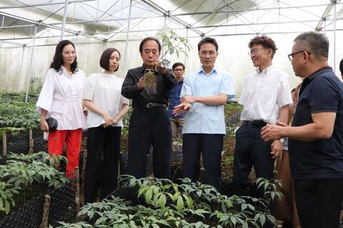 Phó Chủ tịch UBND tỉnh Hà Trọng Hải và Đoàn công tác Nhật Bản thăm khu trồng Sâm Lai Châu hợp tác Việt Nam và Nhật Bản tại Mường Tè