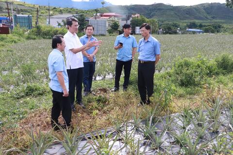Phó Chủ tịch UBND tỉnh Hà Trọng Hải kiểm tra một số vùng sản xuất nông nghiệp tại huyện Tân Uyên
