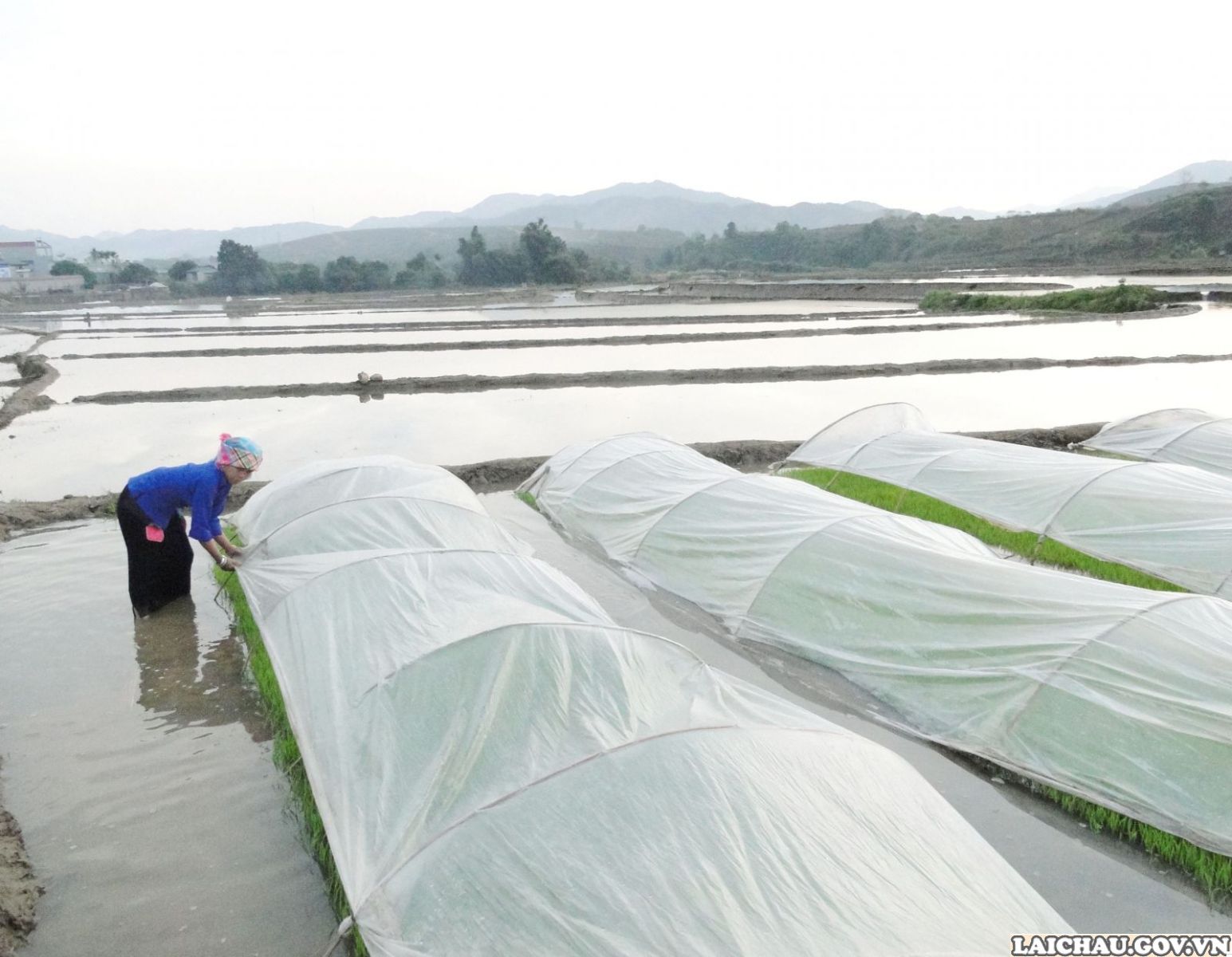 Lai Châu: Tăng cường triển khai các biện pháp phòng chống rét đậm, rét hại; hạn hán, thiếu nước phục vụ sản xuất nông nghiệp và dân sinh