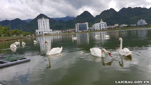 ... bơi lượn tô thêm vẻ đẹp cho hồ...