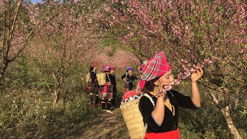 Vào mùa xuân, du khách sẽ được ngắm vườn đào nở rộ cùng những cô thôn nữ đẹp mộc mạc, chất phác.  
