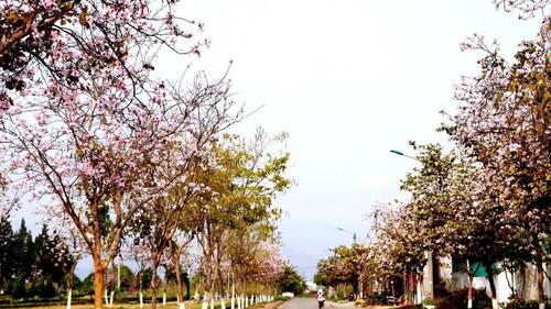 Con đường khu Trụ sở cơ quan thành phố Lai Châu tràn ngập sắc hoa ban.