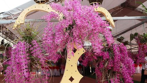  Lan Hoàng thảo kèn là một trong loại lan mang đặc trưng của Lai Châu.