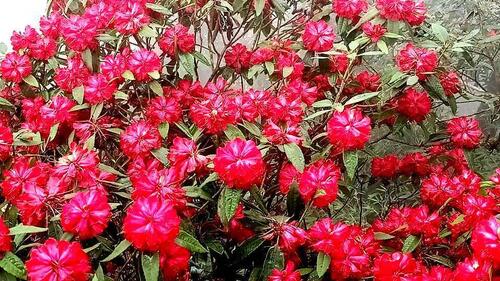 Ở Pu Ta Leng có nhiều loài hoa Đỗ Quyên khác nhau như đỏ, hồng, vàng, trắng... (Ảnh: Giàng Páo)