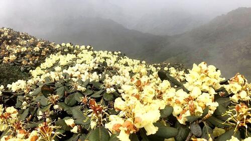 Những bông hoa Đỗ Quyên vàng nở trong sương sớm đẹp tinh khôi. (Ảnh: BBT)