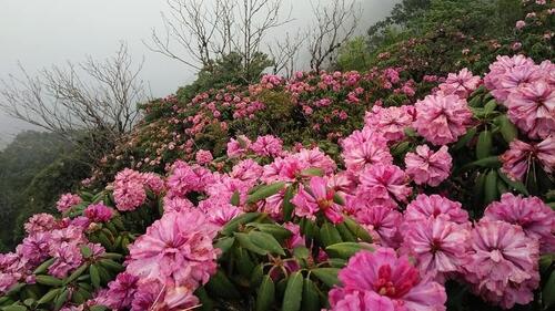 Nhiều du khách đến với Pu Ta Leng đã có cảm nhận, hoa Đỗ Quyên nơi đây đẹp không thể diễn tả thành lời.