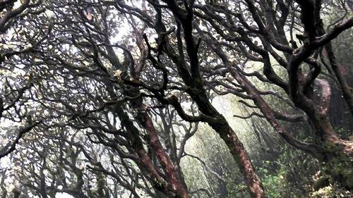 Mỗi mùa, đường lên Pu Ta Leng lại có một vẻ đẹp khác nhau. Khi cây rừng rụng lá, khẳng khiu đan vào nhau in trên nền sương trắng mờ ảo, còn dưới mặt đất phủ đầy hoa Đỗ Quyên màu vàng. (Ảnh: BBT)