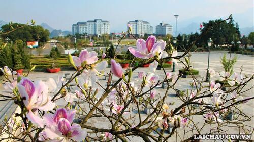Đến mùa, hoa ban đẹp nao lòng người như mời gọi du khách đến với Lai Châu.