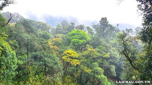 Trên cung đường chinh phục Pu Ta Leng, du khách sẽ được ngắm những cánh rừng nguyên sinh với những cây to hàng trăm năm tuổi.