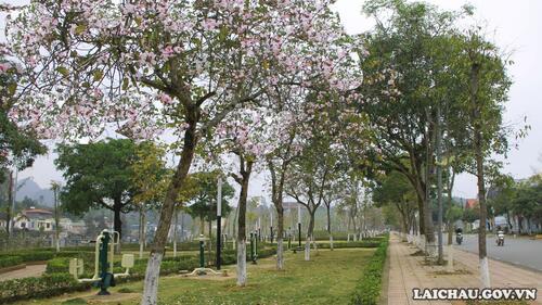 Tại thành phố Lai Châu, hoa ban được trồng ở khắp con đường, góc phố, khiến bất cứ ai đi qua cũng mê mẩn ngước nhìn.