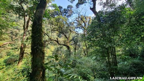 Dưới cánh rừng nguyên sinh những cây chè hàng trăm năm tuổi xen với những cây cổ thụ phủ đầy rêu phong.