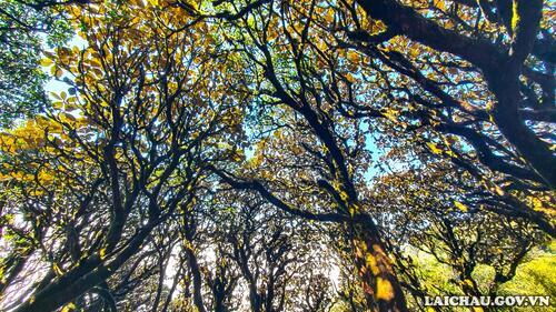 Những cây cổ thụ vươn lên đón nắng