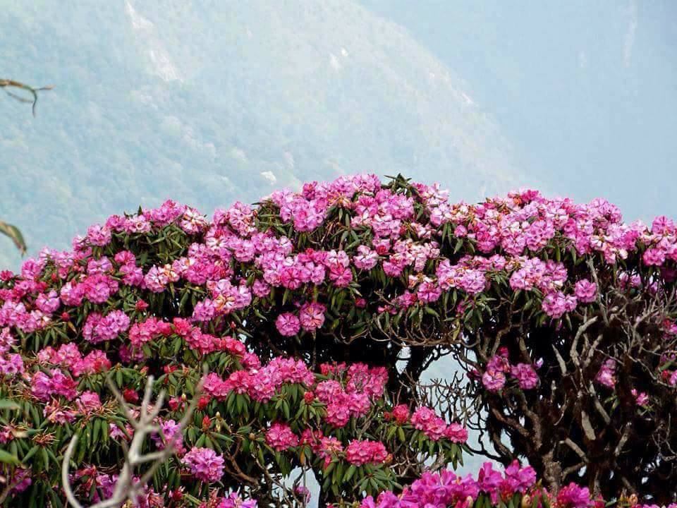 Say lòng mùa hoa đỗ quyên rực rỡ khắp Nhật Bản