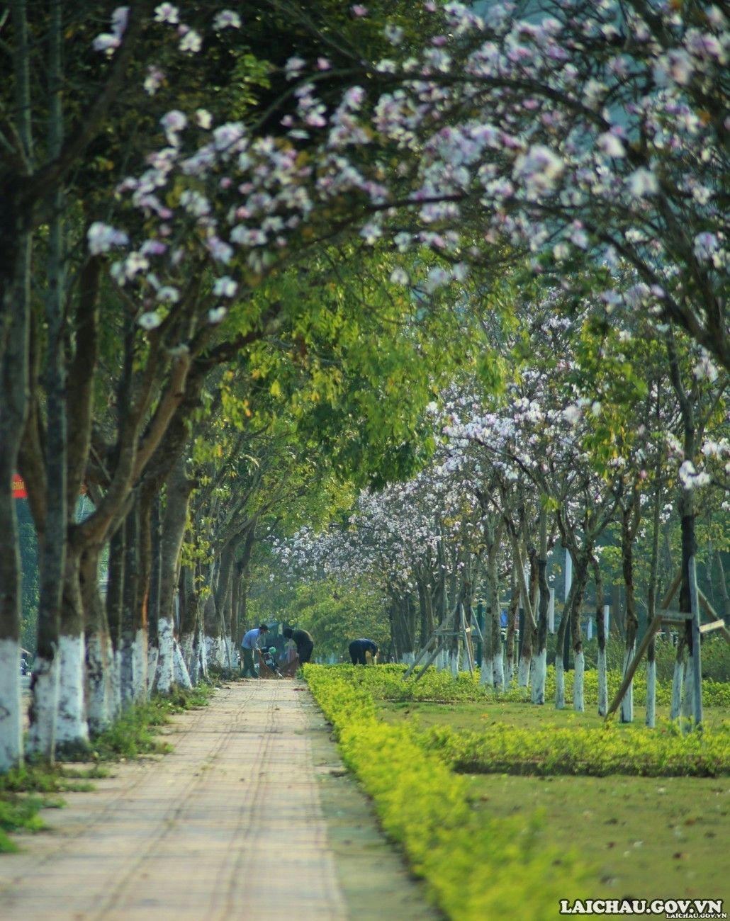 Ở Lai Châu, hoa ban được trồng tại nhiều tuyến phố, công viên, nơi công cộng.