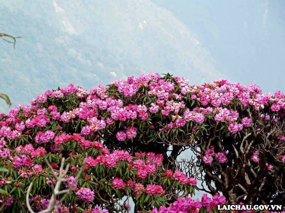 Pu Ta Leng là nơi có nhiều hoa Đỗ Quyên nhất nước ta hiện nay.