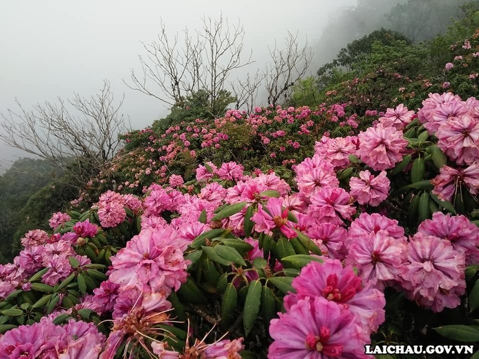 Nhiều du khách đến với Pu Ta Leng đã có cảm nhận, hoa Đỗ Quyên nơi đây đẹp không thể diễn tả thành lời.
