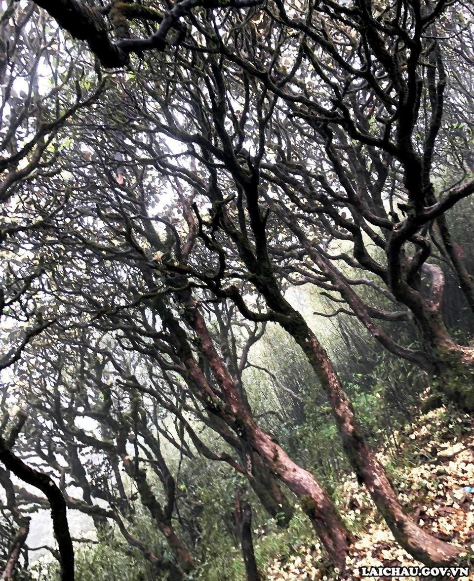 Mỗi mùa, đường lên Pu Ta Leng lại có một vẻ đẹp khác nhau. Khi cây rừng rụng lá, khẳng khiu đan vào nhau in trên nền sương trắng mờ ảo, còn dưới mặt đất phủ đầy hoa Đỗ Quyên màu vàng. (Ảnh: BBT)