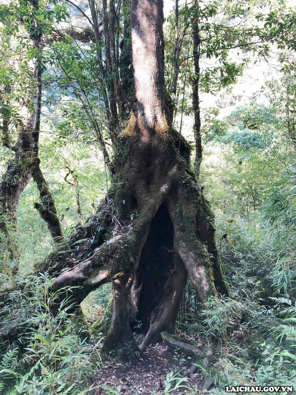 Đi trong rừng du khách sẽ gặp những cây cổ thụ nhiều năm tuổi. (Ảnh: BBT)