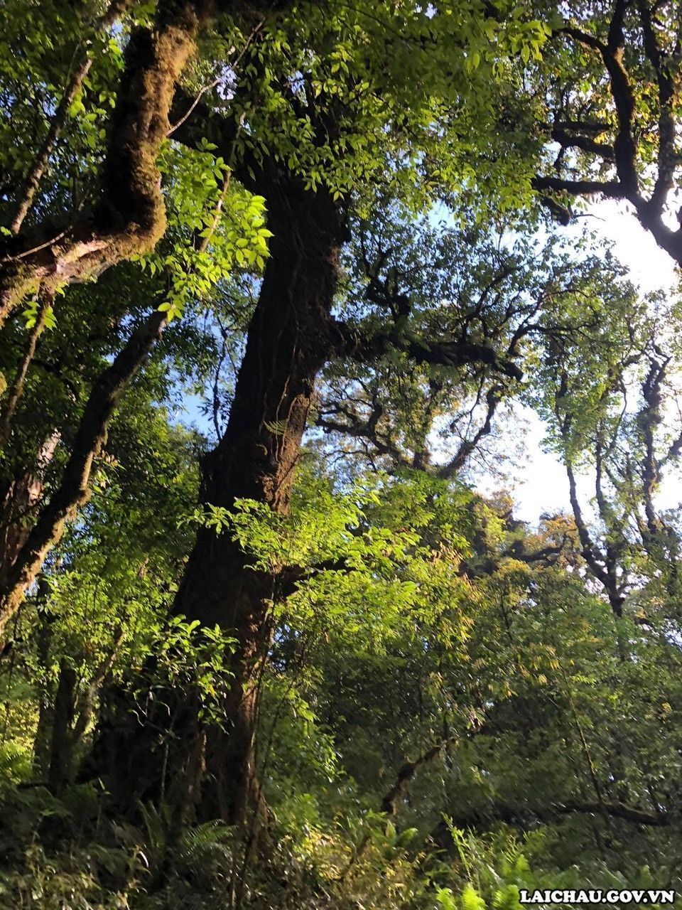 Các loại cây đua nhau vươn lên đón ánh nắng mặt trời thể hiện sức sống mãnh liệt, tạo nên sự đa dạng sinh học cho những cánh rừng nơi đây. (Ảnh: BBT)