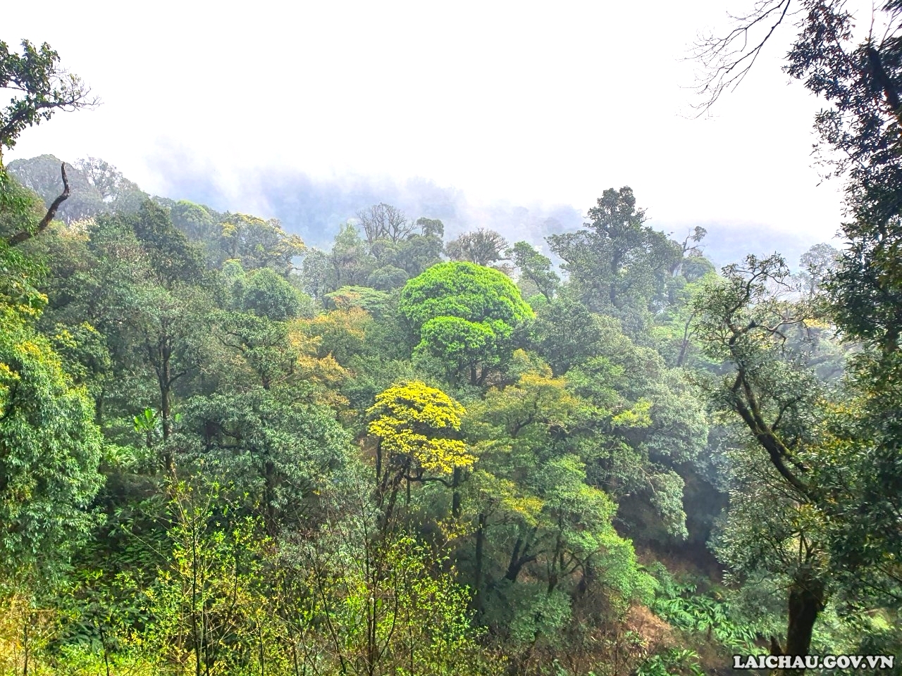 Trên cung đường chinh phục Pu Ta Leng, du khách sẽ được ngắm những cánh rừng nguyên sinh với những cây to hàng trăm năm tuổi.