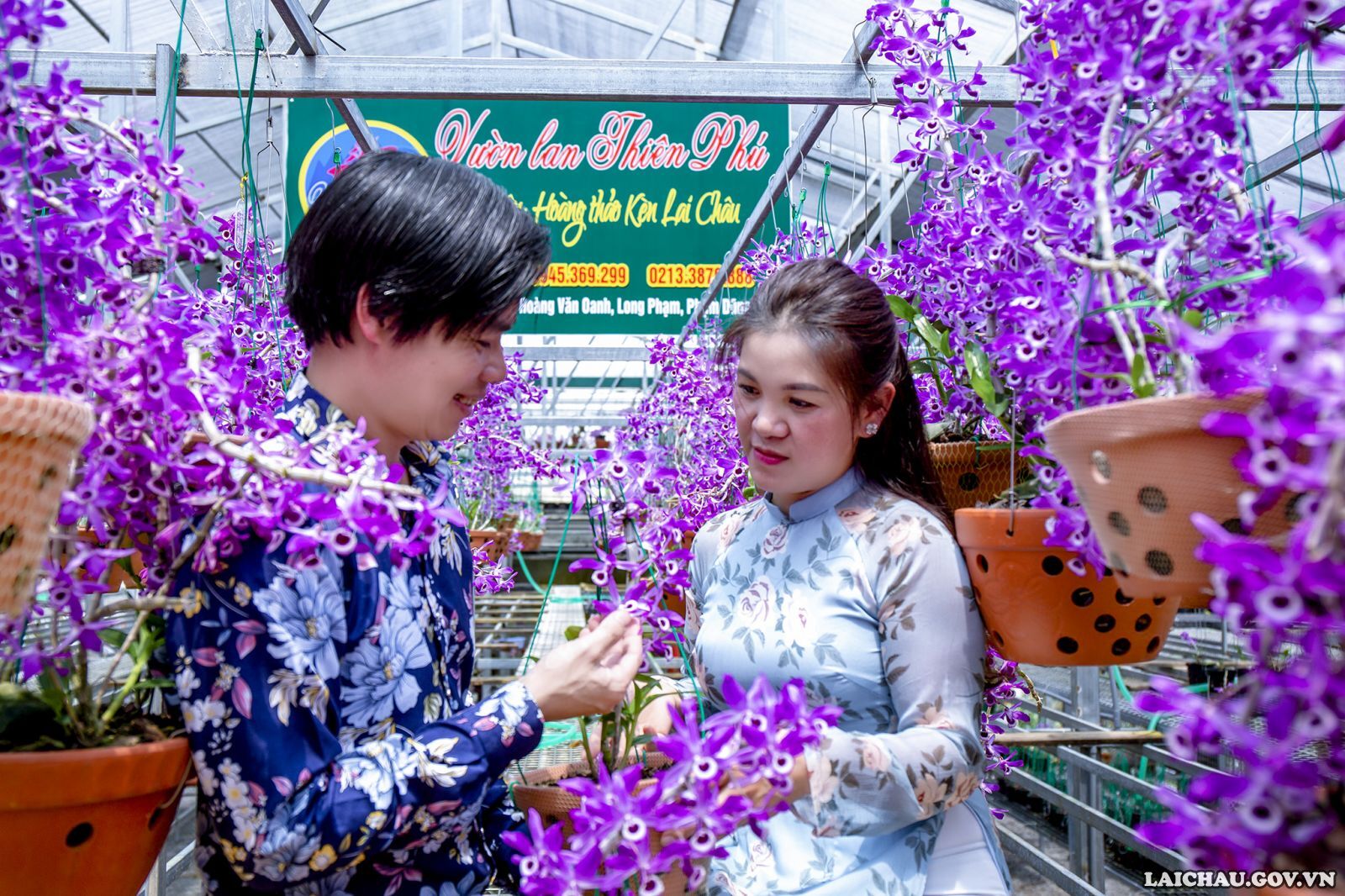 Vợ chồng anh Oanh hạnh phúc bên vườn Hoàng thảo kèn Lai Châu có một không hai, nơi đây tràn ngập tình yêu và sự tâm huyết. Vì vậy nhiều người chơi lan đặt cho anh Oanh danh hiệu là ông Vua của Hoàng thảo kèn Lai Châu.