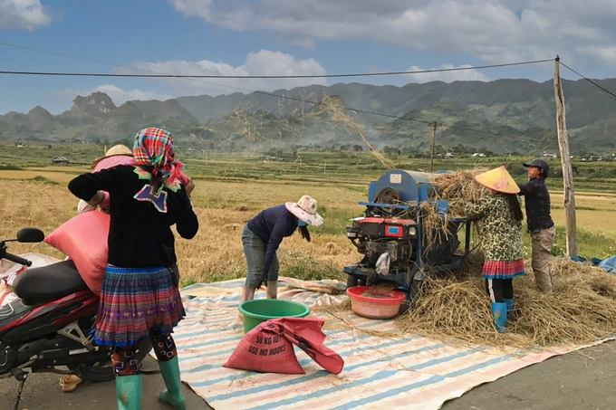 Ngày nay, bà con vùng cao Lai Châu phần lớn đã áp dụng cơ giới hóa vào lao động sản xuất, nên việc thu hoạch lúa cũng thuận lợi hơn.