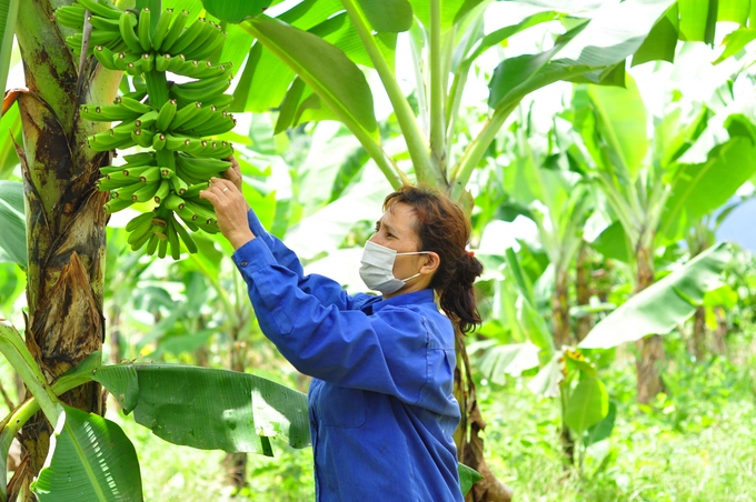 watermark_lien-ket-san-xuat-chuoi-laba-nguoi-dan-vung-mien-nui-thoat-doi-ngheo-0756_20220908_50-140343.jpeg Tất cả vùng trồng chuối xuất khẩu sang Trung Quốc phải lưu giữ hồ sơ giám sát và phòng trừ sinh vật gây hại. Ảnh: TL.