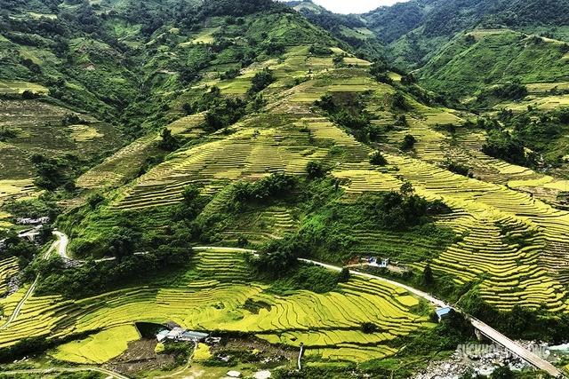 Mãn nhãn với ‘Mùa vàng’ trên vùng biên Phong Thổ  - Ảnh 5.