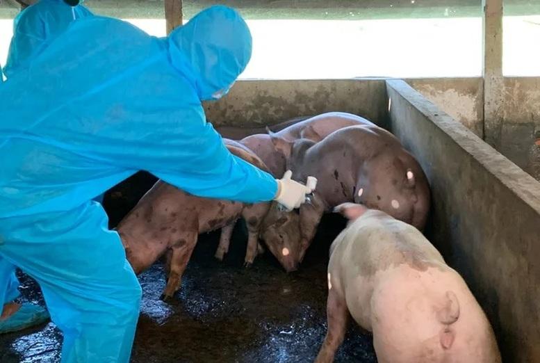 Thủ tướng Chính phủ yêu cầu thực hiện nghiêm các biện pháp phòng, chống bệnh Dịch tả lợn Châu Phi- Ảnh 1.