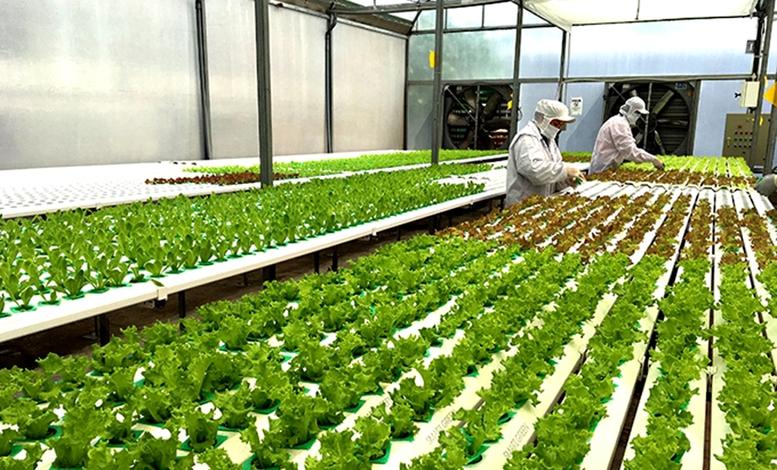 Bổ sung chính sách tín dụng khuyến khích nông nghiệp hữu cơ, tuần hoàn- Ảnh 1.