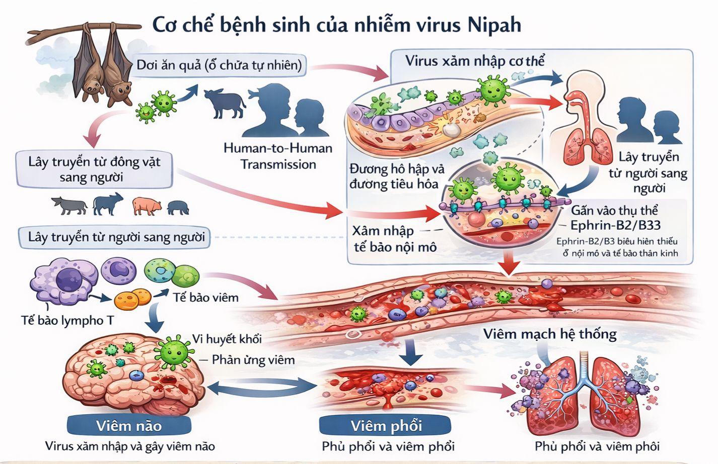 40-75% bệnh nhân mắc VIRUS NIPAH TỬ VONG; BỘ Y TẾ chỉ đạo KHẨN; KHUYẾN CÁO các BIỆN PHÁP ỨNG PHÓ- Ảnh 3.