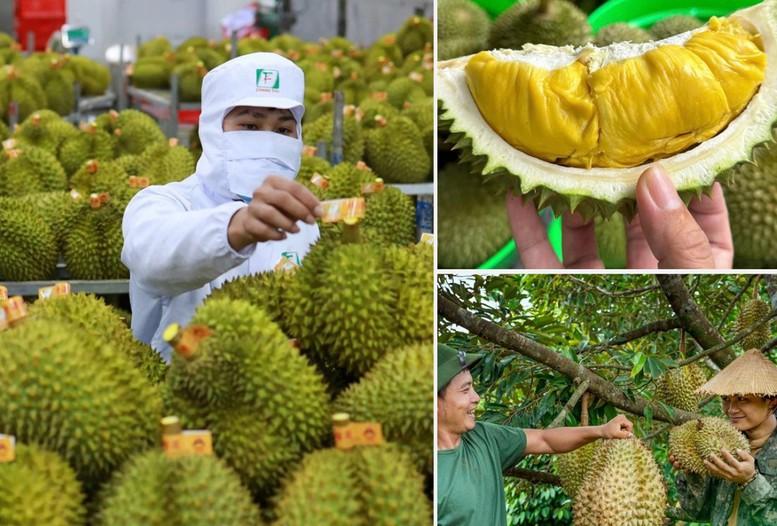Không mở rộng diện tích sầu riêng; tập trung nâng cao năng suất, chất lượng- Ảnh 1.