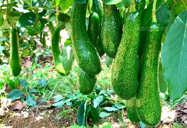 Xuất khẩu nông nghiệp 9 tháng: Chuyển từ lợi thế sản lượng sang giá trị- Ảnh 2.