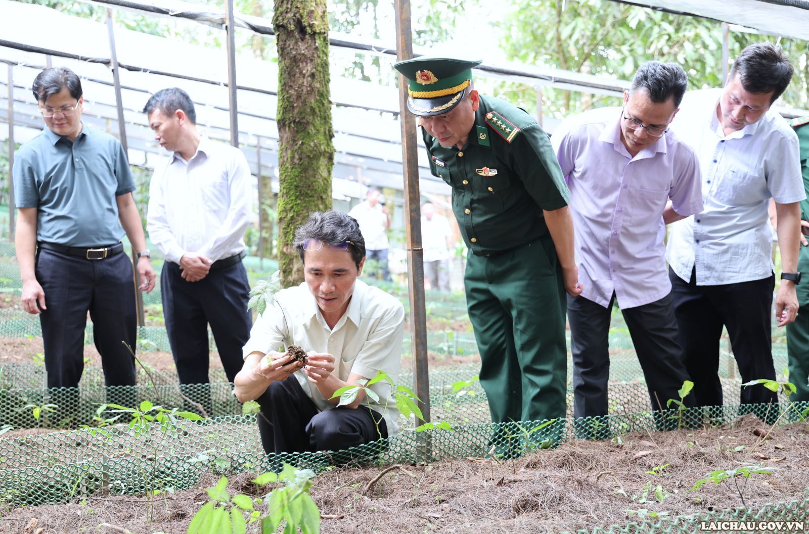 Phát triển mô hình trồng Sâm Lai Châu do Bộ đội Biên phòng hỗ trợ Nhân dân